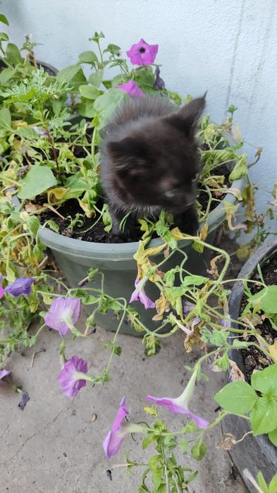 отдадим котят в хорошие  руки