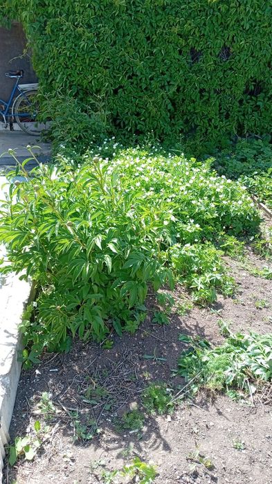 Продам дачу в городе