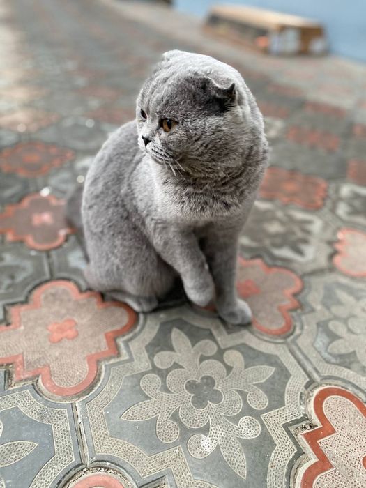 Seks orgiya porno tomosha