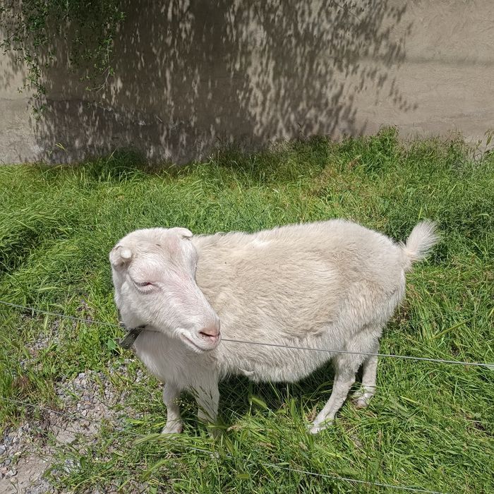 Заанен лақтар Ламанча ешкі