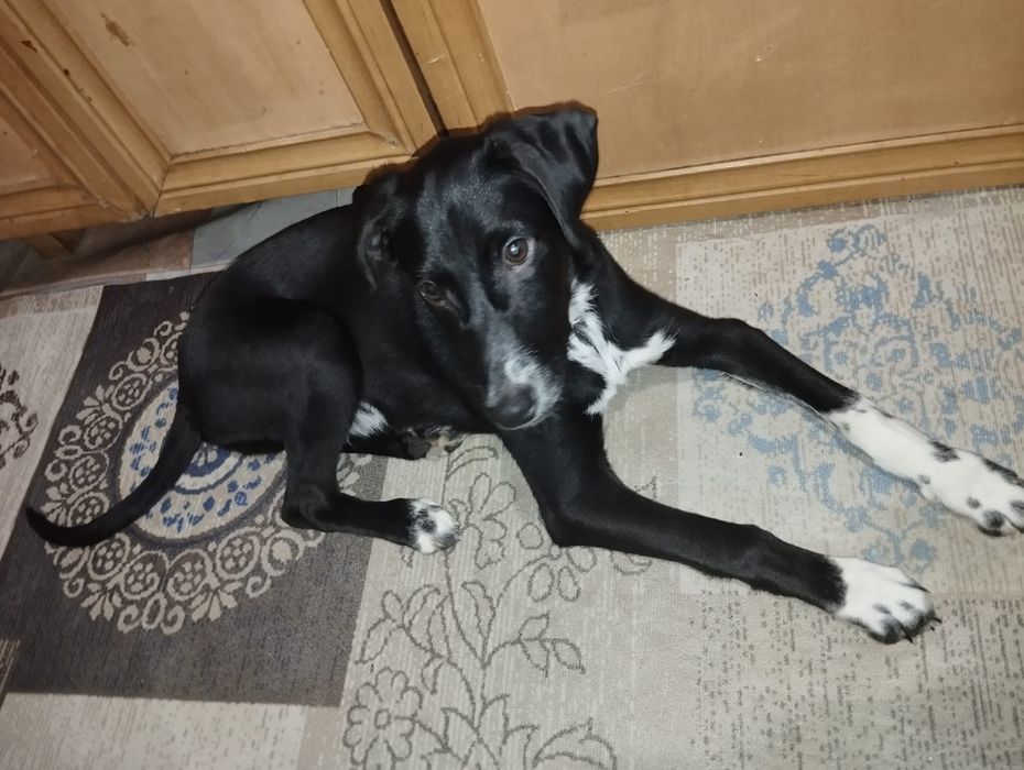 Отдам щенка подростка  в добрые руки.