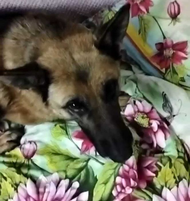 Поиск Собака Овчарка