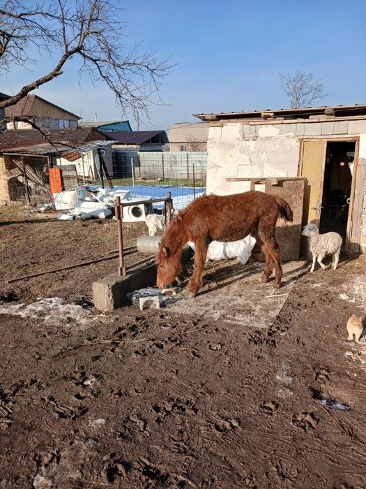 Продам Девочка 7-8 месяц в районе Талгар