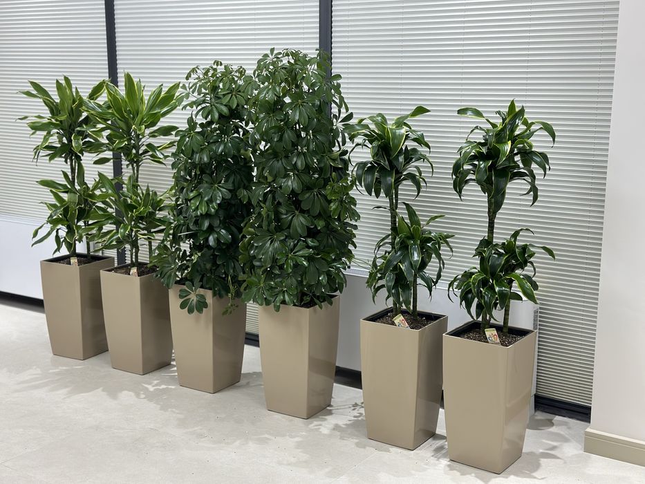 Офисные цветы оптом от поставщиков