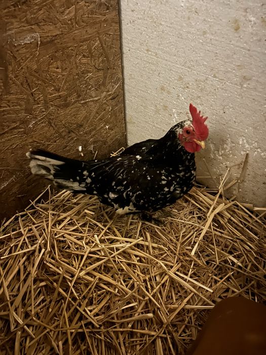 Cocoși pitic  6 luni