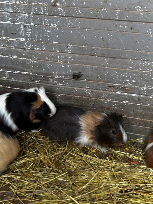 Porcusori de guineea masculi