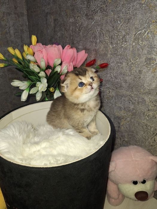 Эти глазки ищут свой дом 
Шиншилла фолд
Бронь открыта — Direct 
Ши