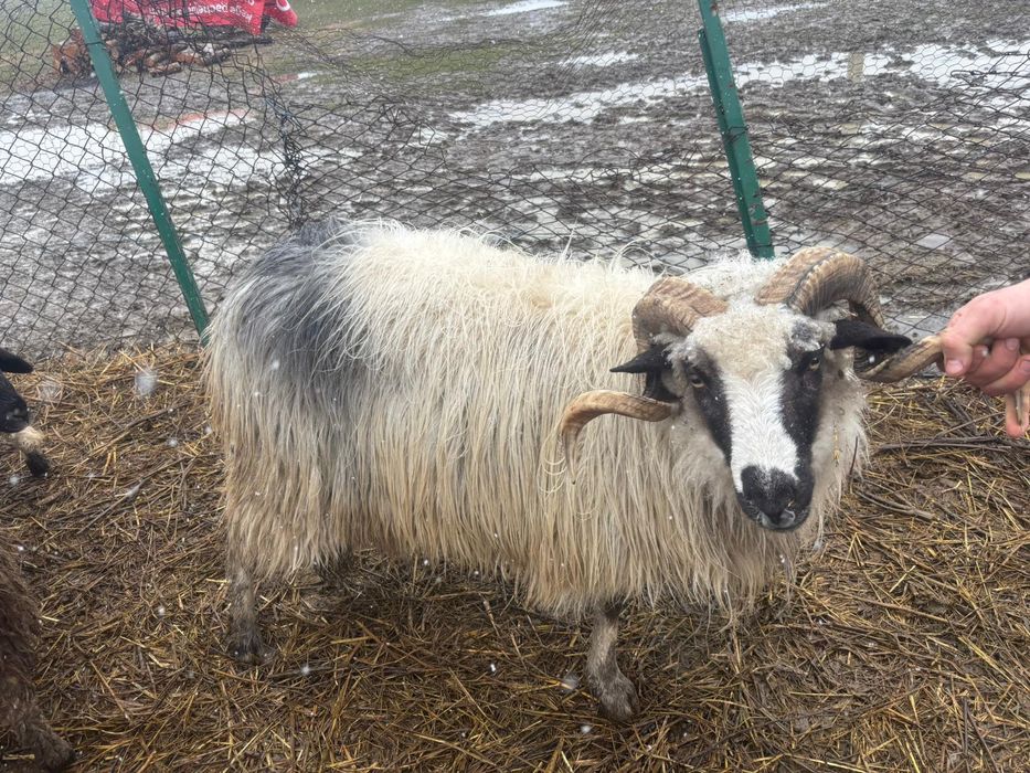 Vând o capră cu iada și berbece