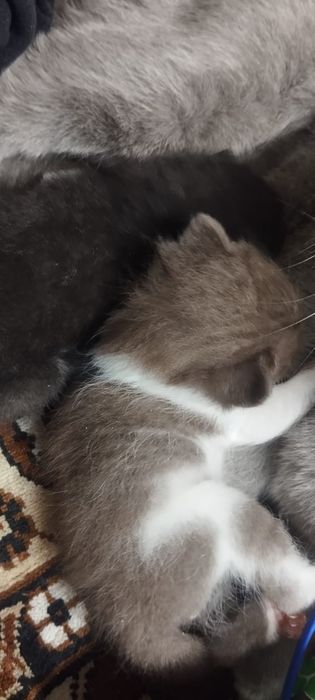 Продам британских котят