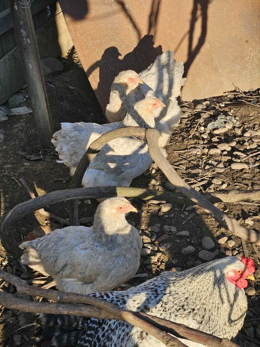 Brahma Isabel / puicuțe