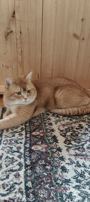 Котенок Шиншилла золотистый