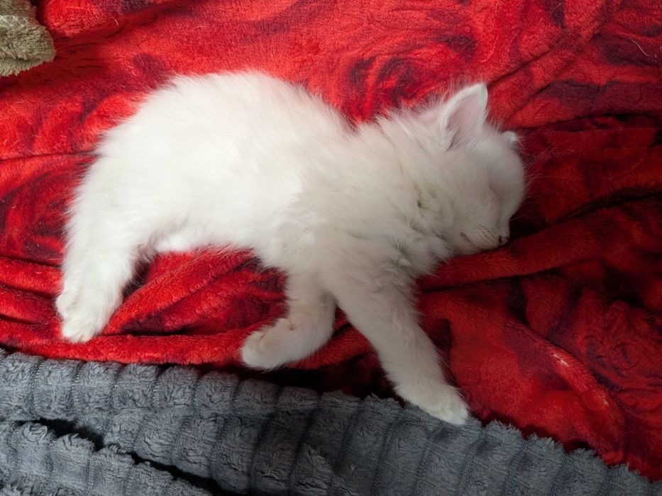 белые котята, 3 кота
