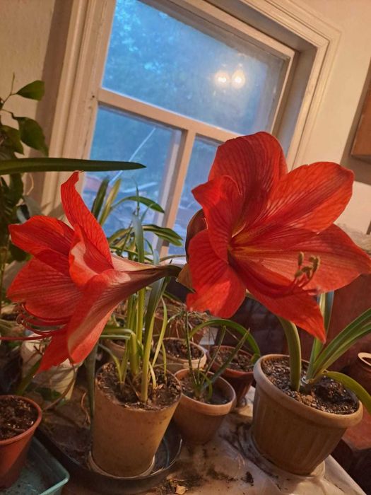 Продам цветок Акмарелиус