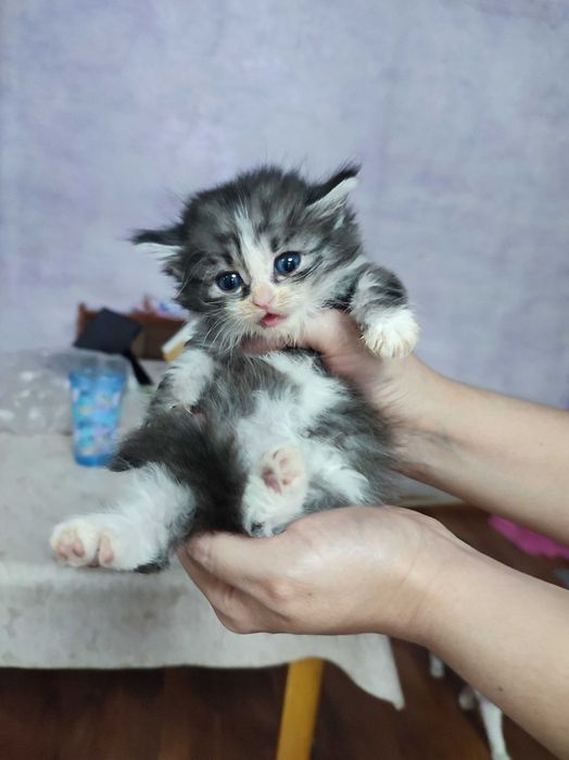 Отдам котёнка девочку
