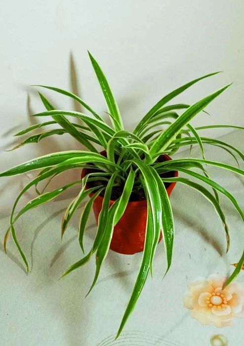 Продам. Хлорофитум. Мощный очиститель воздуха.