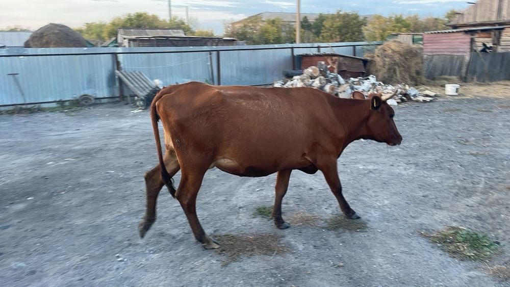 Продам. 2 первотелки 3 прошлогодних телят