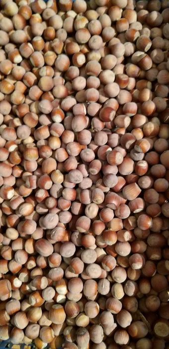 Продам Саженцы фундука