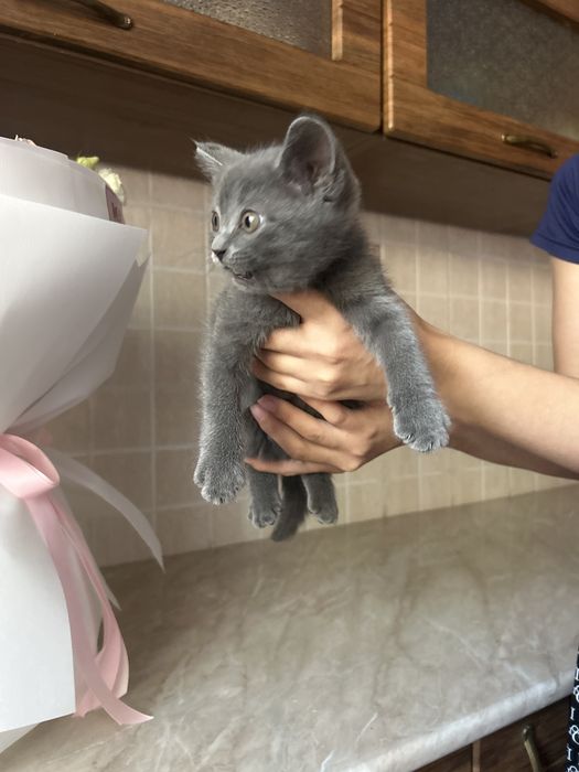 Шотландские кошки  прямоухие