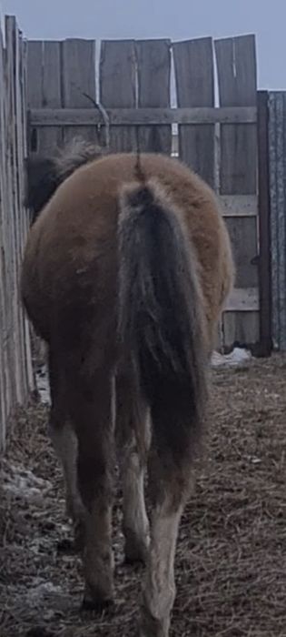 Екі ұрғашы жабағы сатылады