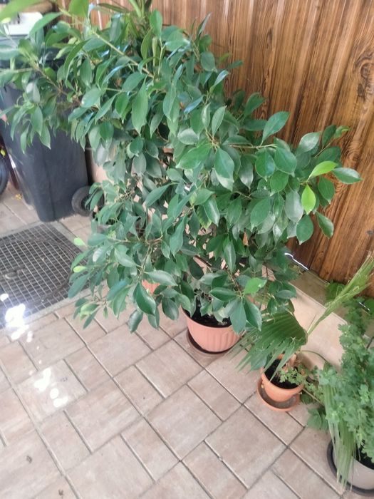 Diferite plante ,