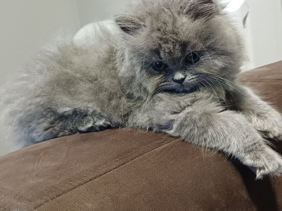 Британски котенца