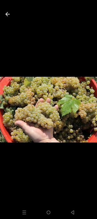 Struguri de vin producție 2025