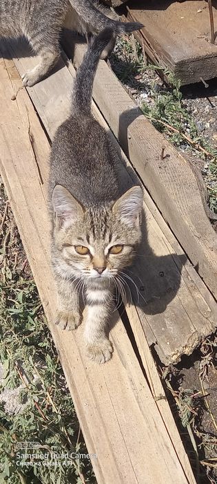 Котята 2 кошечка