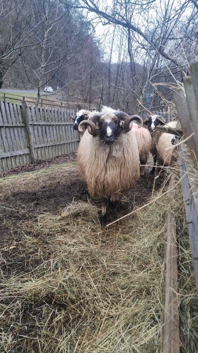 Berbec de taiat sau tinut