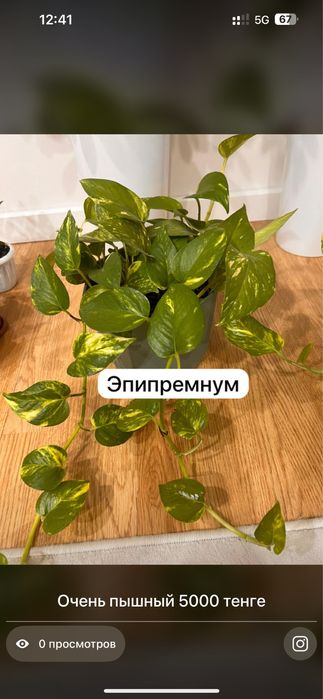 Комнатные растения хочу продать ………………………………………………………………………………………………..