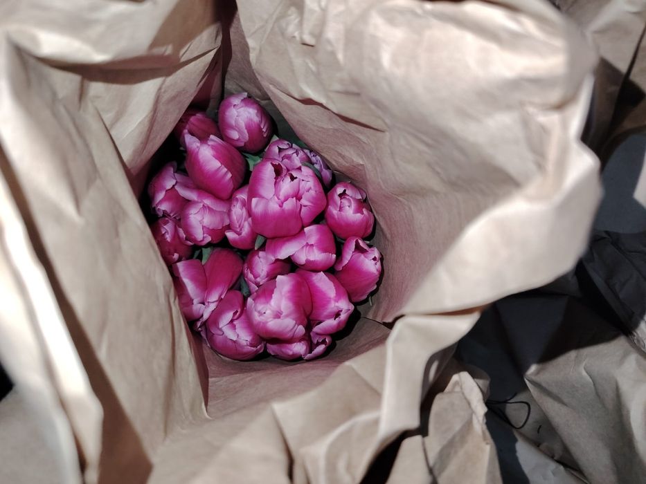 Тьюльпаны оптом Голландские сорта