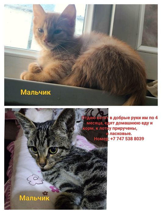 Отдаю котят в добрые руки даром