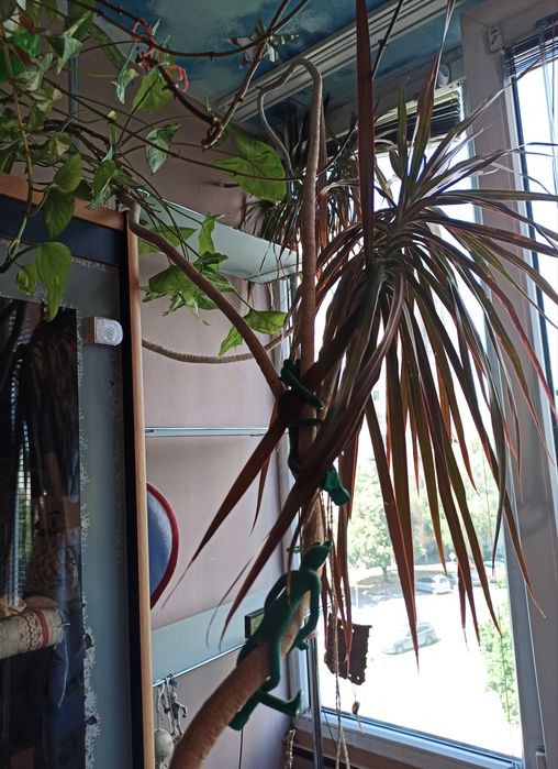 Драцена маргината Dracaena marginata
