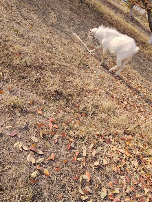 Sogʻligiga 1 xafta yep ichiga javop beramz