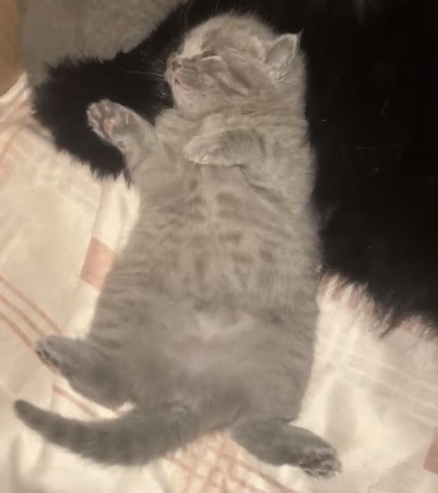Британские котята