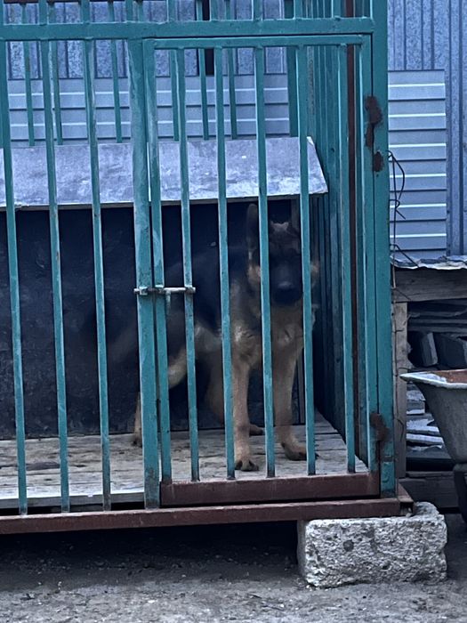 Авчарка сатылады