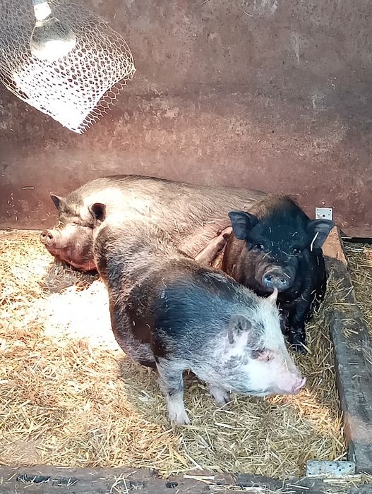 Виетнамски прасенца