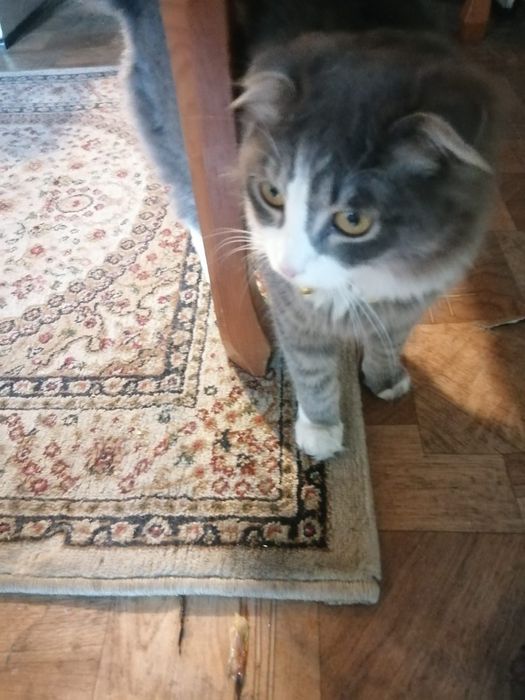 Вислоухии котенок бесплатно