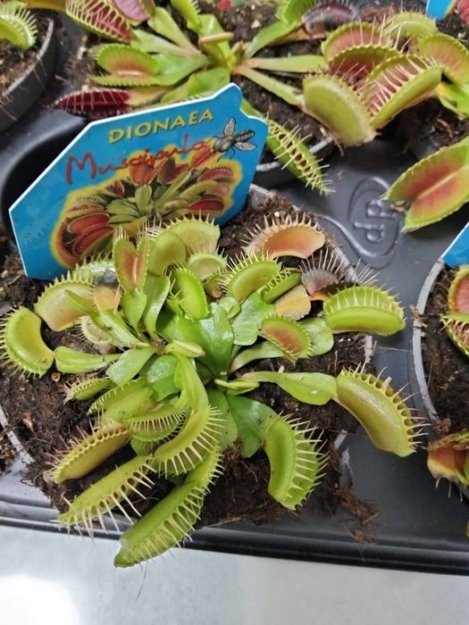 Мухоловка Дионея