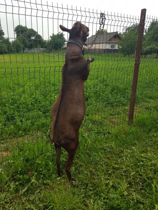 Murciano Granadina mascul de 2 ani, genetică de Excepție!