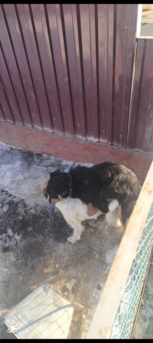 Фокстерьер 6 месяцев кабель