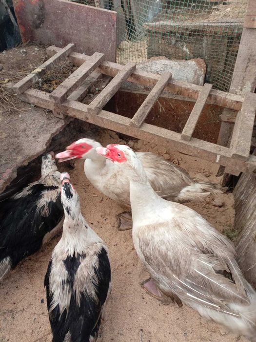 Индоутки селезни от 9 месяцев