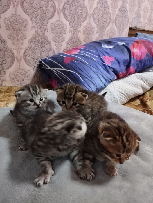 Шотландский котята