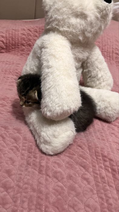 котята котятк котята