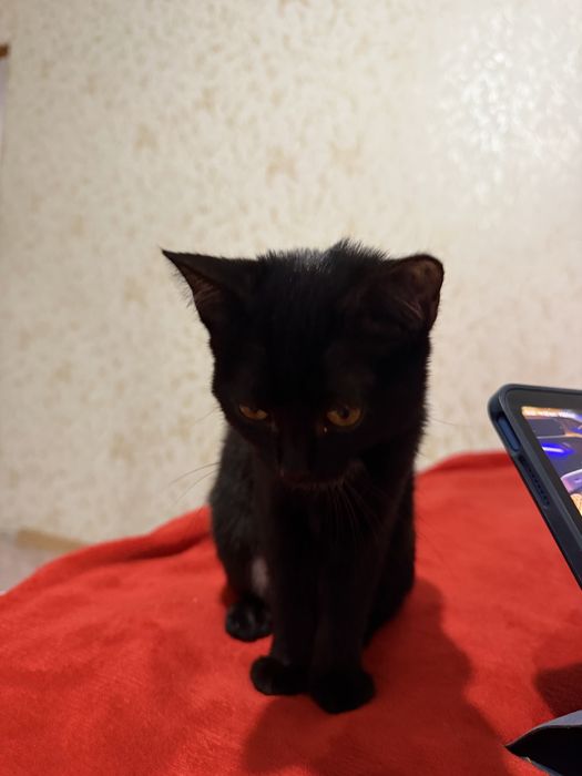 Котенок маленький