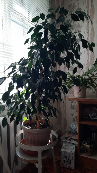 Продам фикус Бенджамина