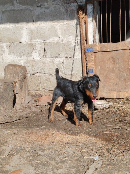 Mascul jagdterrier jagdterrier