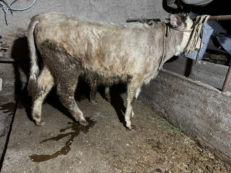 2бас аулекол сатылады