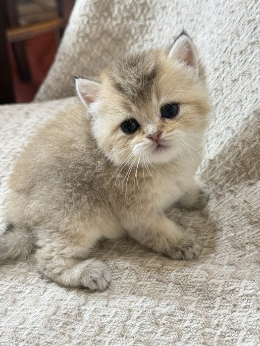 Вязка чистокровный британец Шиншилла