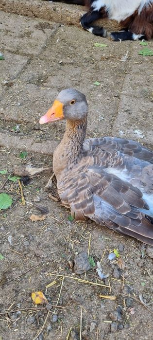 Gâște de un an – sănătoase, crescute natural