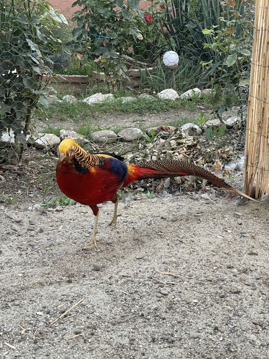 Fazan auriu pe rosu